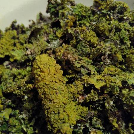 Lichen.jpg